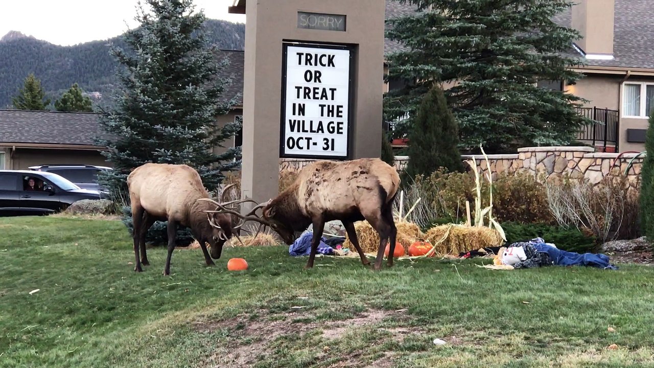 Elk Battle Over Pumpkins