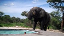 Elefante bebe agua en esta piscina con bañistas