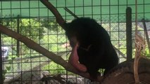 Cet ours noir a une langue de 3KG... Pauvre bête