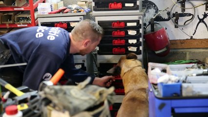 Indi: chien drogue de la police fédérale nous emmène lors d'un de ses entraînements