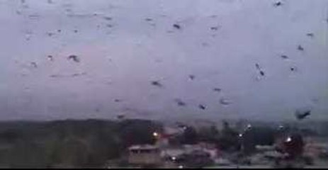 Blizzard of Crows in Tajikistan City Frightens Locals, Looks Like Batman Movie