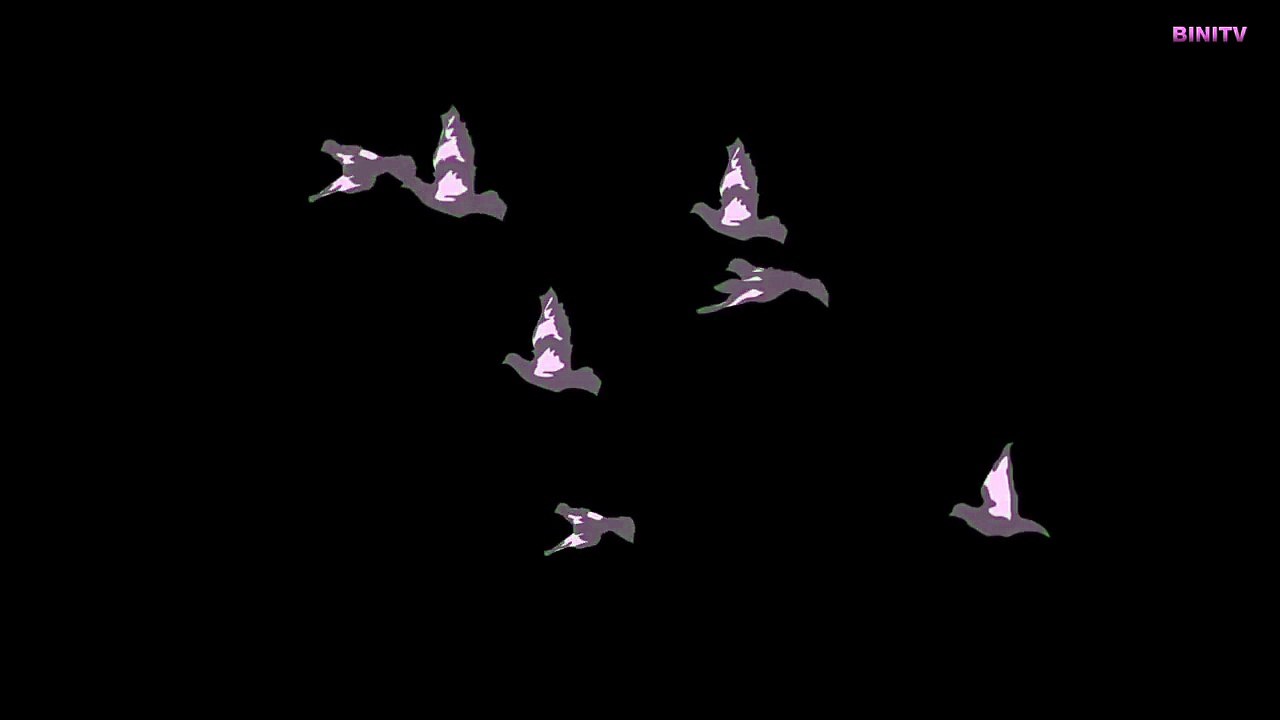 ENTERTAINMENT VIDEO FOR CATS. Cat Game on Screen. Flying Birds Video for Cats to watch.