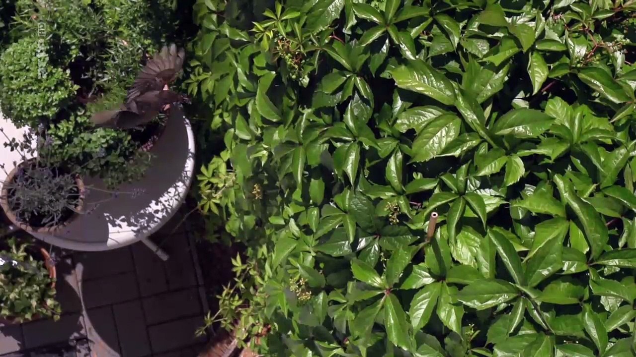 Les Corbeaux & co Malins comme des singes !