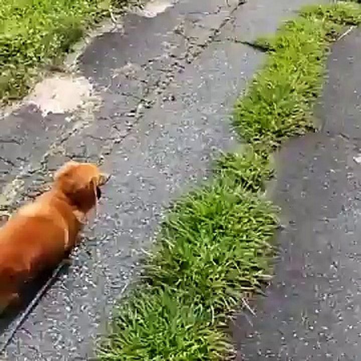 Il fait semblant d'avoir un malaise et filme la réaction de son chien