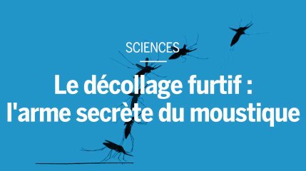 Le décollage furtif, l’arme secrète du moustique pour éviter de se faire écraser