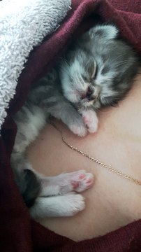 Helfina coons : Petit calin en peau a peau avec bébé Maine coon