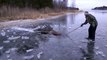 Moose Falls Through Ice And Drowns