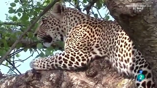 El mundo Animal Documental - SERPIENTE SUPREMA, SERPIENTES GIGANTES, ANACONDAS