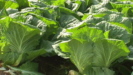 올해 김장비용 '예년 수준' 될 듯...배추 작황 좋아 / YTN