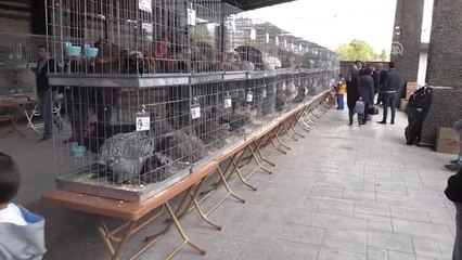 Müzayedede 8 Bin 38 Liraya Horoz ve Tavuk