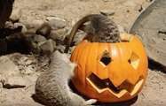 Meerkats Enjoy Spooky Pumpkin With Treats Inside
