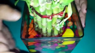 How to grow Lucky Bamboo in Water || 19 April,2017