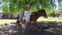 Goat uses donkey to reach snack