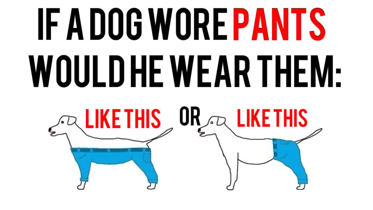 If a dog wore pants how would he wear them? TRICKY