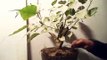 पीपल का बोन्साई कैसे बनाये How to Make Ficus religiosa Bonsai // Mammal Bonsai