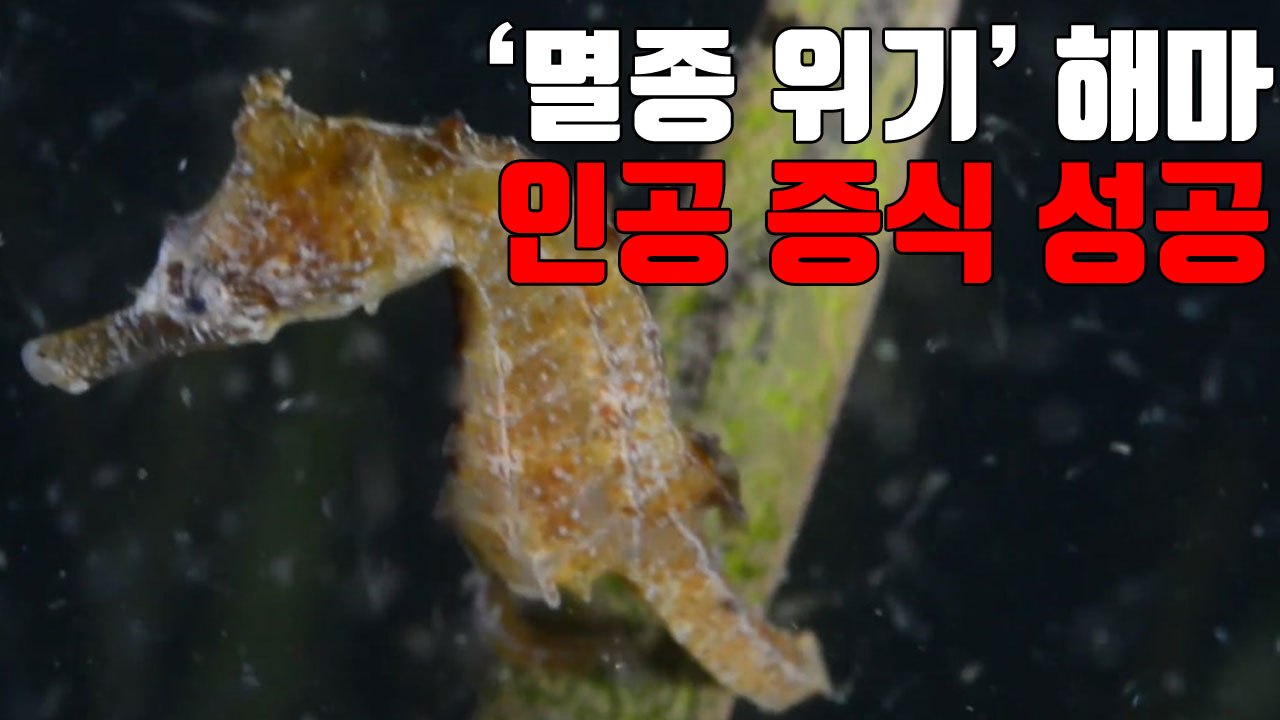 [자막뉴스] '멸종 위기' 해마 인공 증식 성공 / YTN