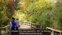 Top Tourist Attractions Places To Visit In UK-England | Chester Zoo Destination Spot - Tourism in UK-England