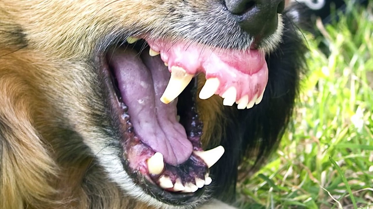 12 SHOCKING Cryptid Sightings