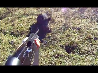 chasse aux sangliers 2018