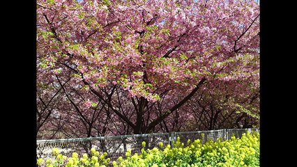 【竪琴（ライアー）】夕凪の街 桜の国〜ひとつの願い（映画『夕凪の街 桜の国』より）　ライアー演奏：くみこ