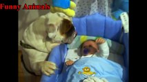 Funny English Bulldog and Baby Video Compilation - Funny Dogs and Babies - Baby Loves Dogs