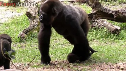 Funny Gorillas Videos Compilation 2017 [NEW]