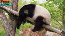 Funny Panda - Cute and Funniest Panda Videos Compilation 2017