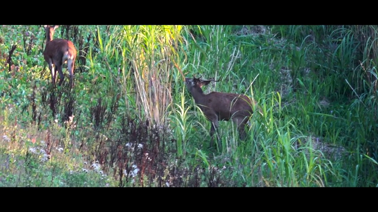Hirschbrunft in der Vulkaneifel - DER FILM(2017)
