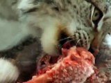 Documentary films Documentary 2017 - Lynx Elusive Hunter - Pure Nature Specials