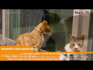 6 PERILAKU KUCING YANG PERLU DIKETAHUI