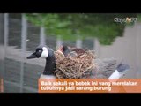 Tidak Hanya Di Atas Pohon Burung-Burung Ini Memiliki Sarang Yang Anti Mainstream!