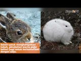 Foto-Foto Hewan Di Kutub Yang Berubah Warna Saat Musim Dingin