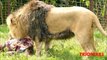 LEONES GIGANTES: Los leones mas grandes del mundo – Leones cazando