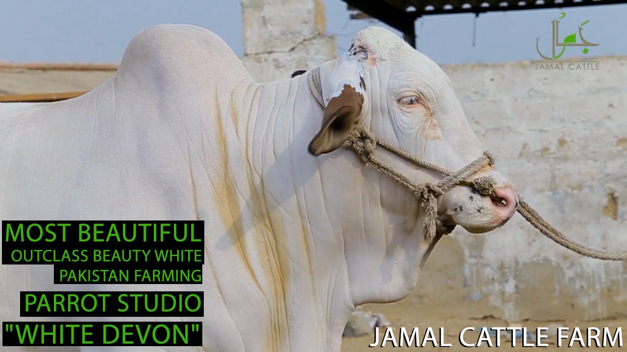 White Devon I Jamal Cattle Farm I Outclass Beauty White I Pakistan Farming I Parrot Studio
