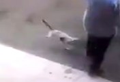 Öfkeli Kedi Yolda Yürüyen Adama Saldırdı
