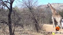 Giraffe Tries Saving her Calf From Hunting Lions