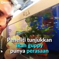 Ikan Juga Punya Perasaan