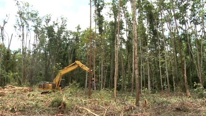 "2020년까지 한국 면적 2배 산림 조성" / YTN