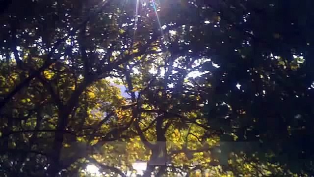 Moj portokallia nga Vlora