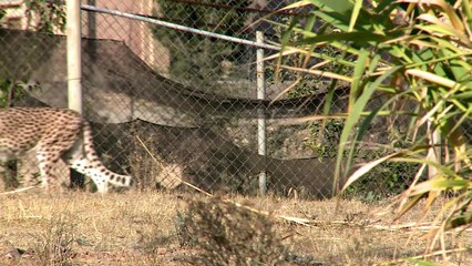 Iran moves to save last 'mascot' Asiatic cheetahs