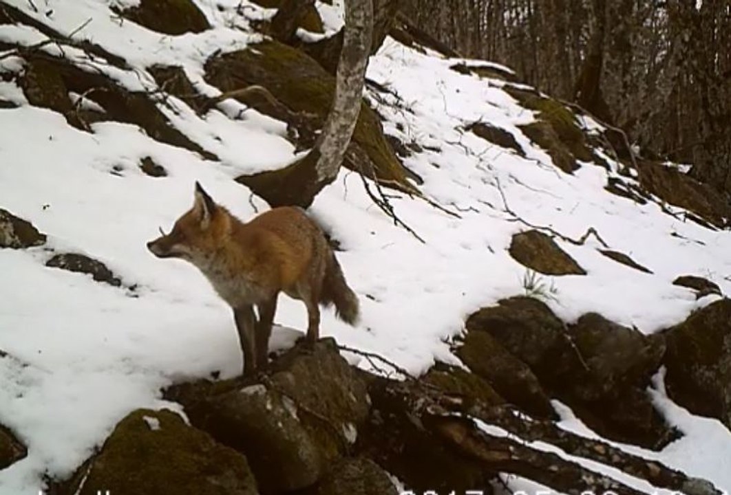 Le renard en hiver