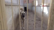 Sivas Kangal Köpekleri, Sınır Karakollarında Görev Alacak