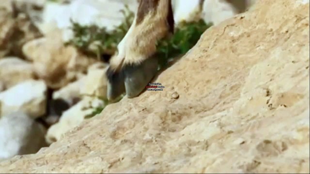 R4 One Northern Ireland new Planet Earth II clean ident Goats