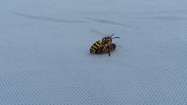 Une guêpe découpe une abeille en deux