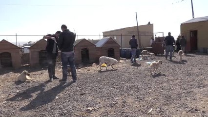 Soğuk Patiler"İ Gönüllü Olarak Besliyorlar