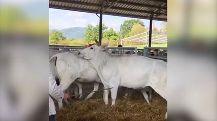 Un veau se venge d'un fermier !