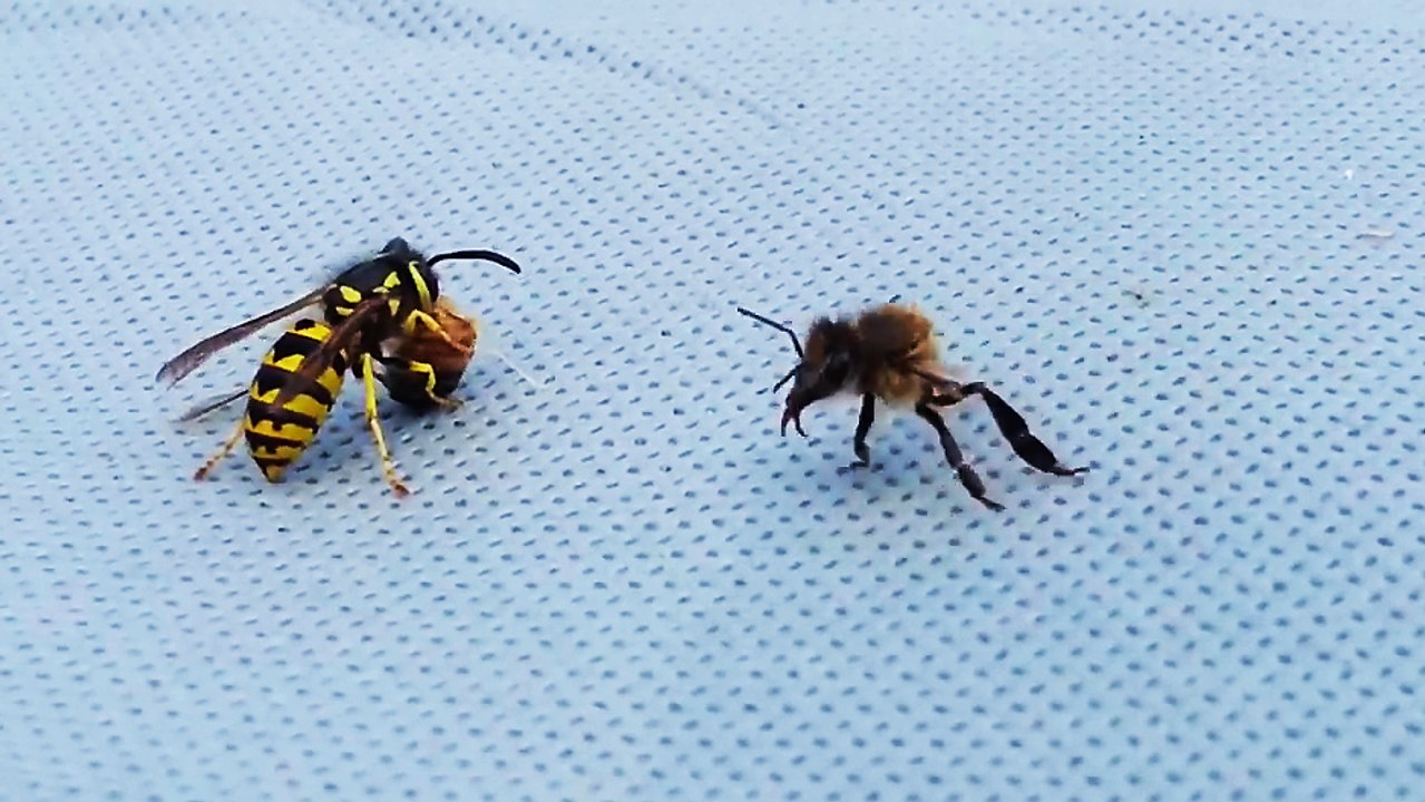 Difference Visuelle Entre Guepe Et Abeille Guêpe vs Abeille - Vidéo Dailymotion