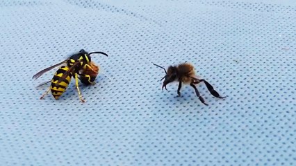 Guêpe vs Abeille