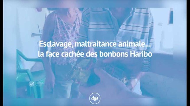 Maltraitance animale, esclavage... La face cachée des bonbons Haribo