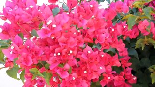 The 1 Important Thing To Do When Planting Bougainvillea: Plus Other Tips Too